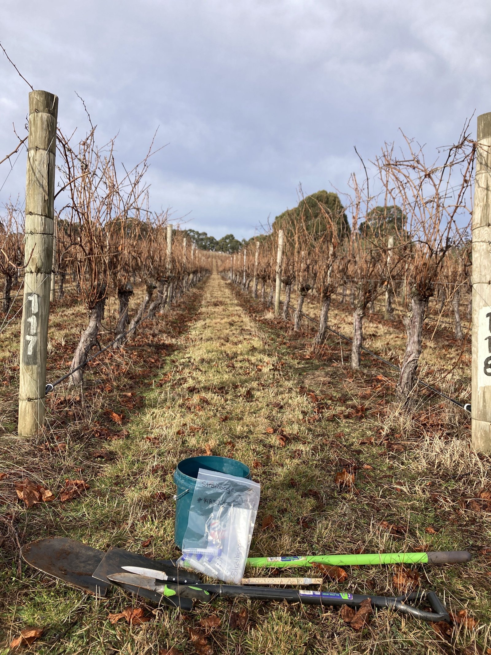 Herramientas de muestreo en vi&ntilde;edo mendocino