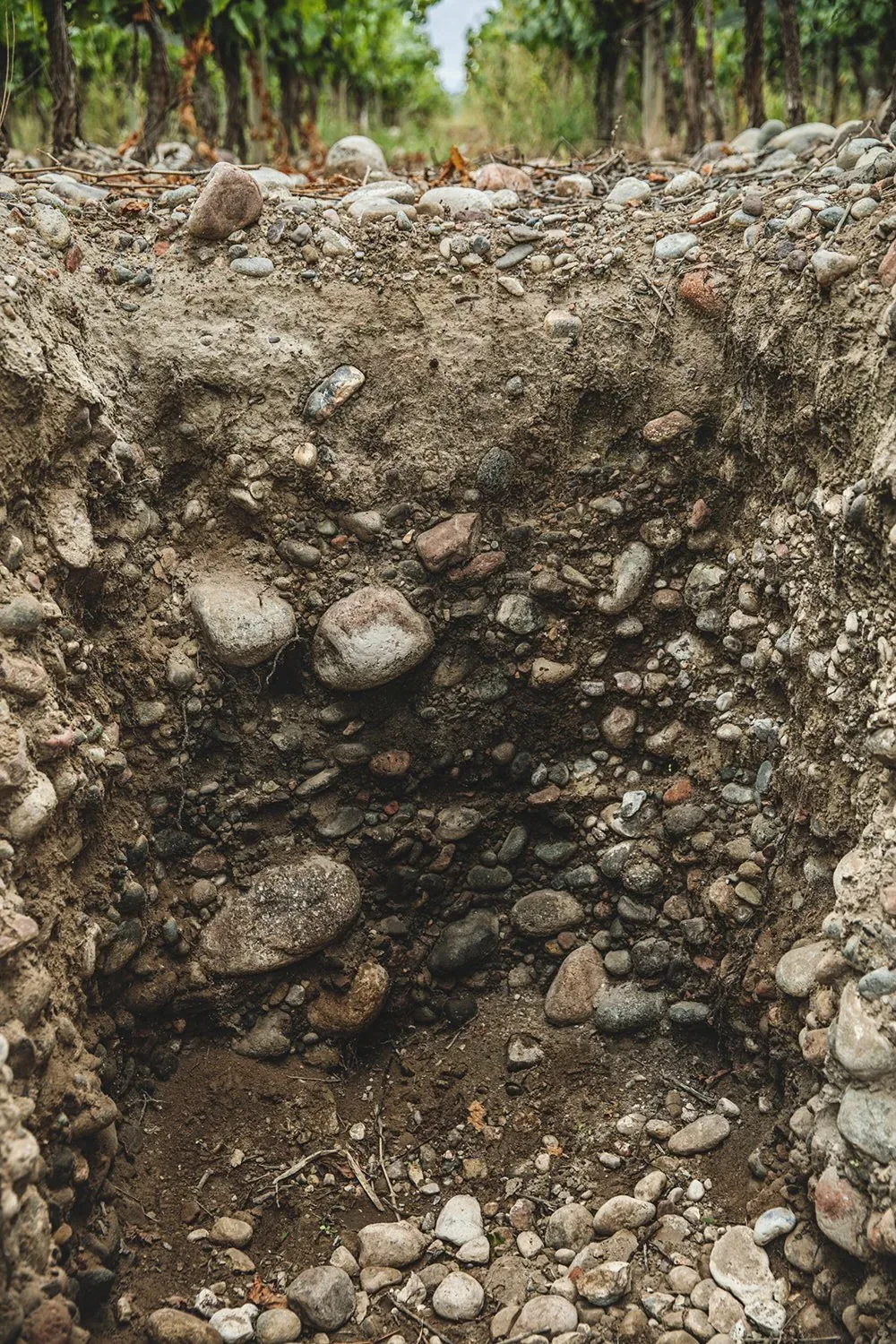 Perfil de suelo en vi&ntilde;edo mendocino con roca de base