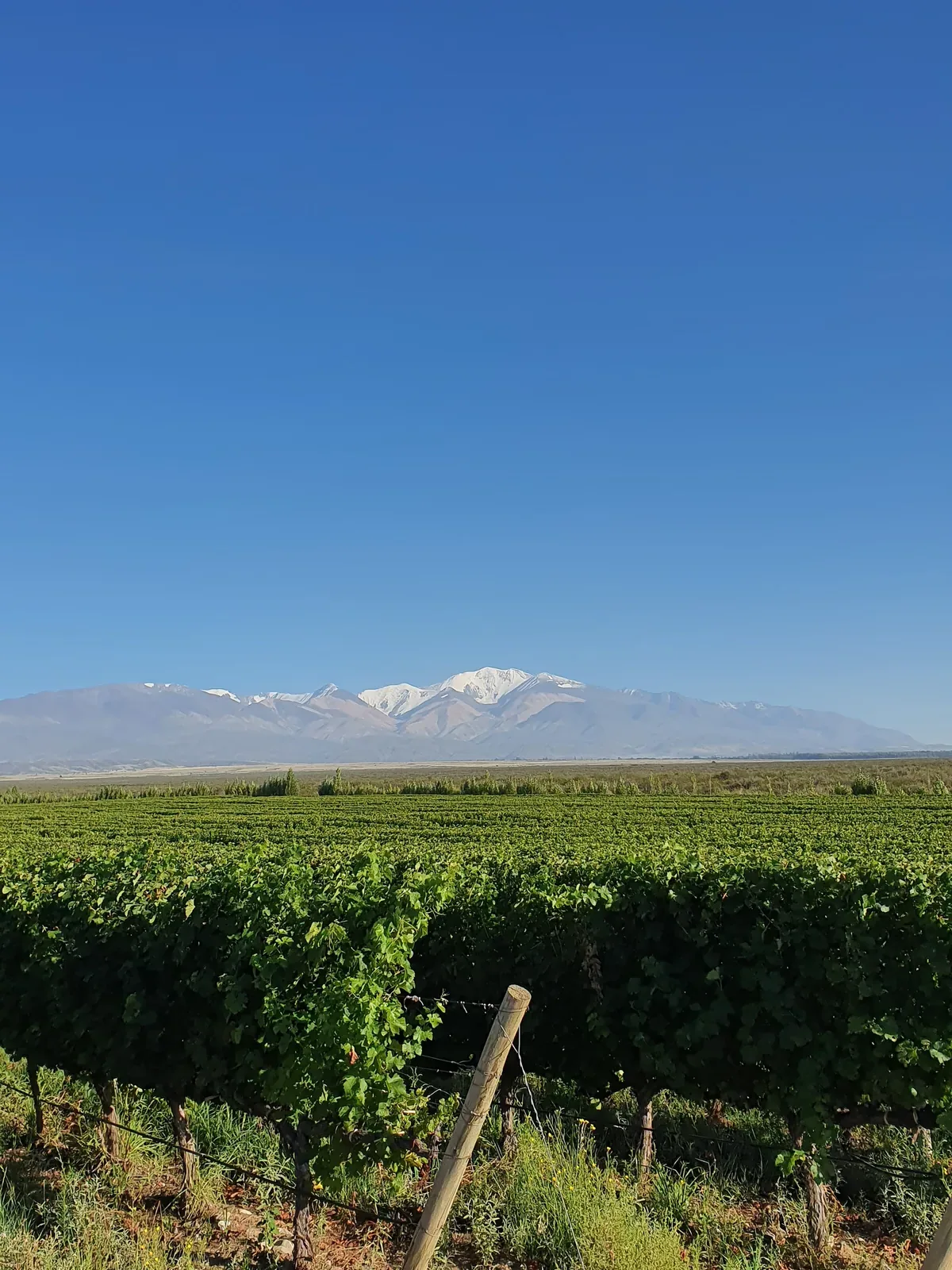 Vi&ntilde;edo con los Andes, Mendoza
