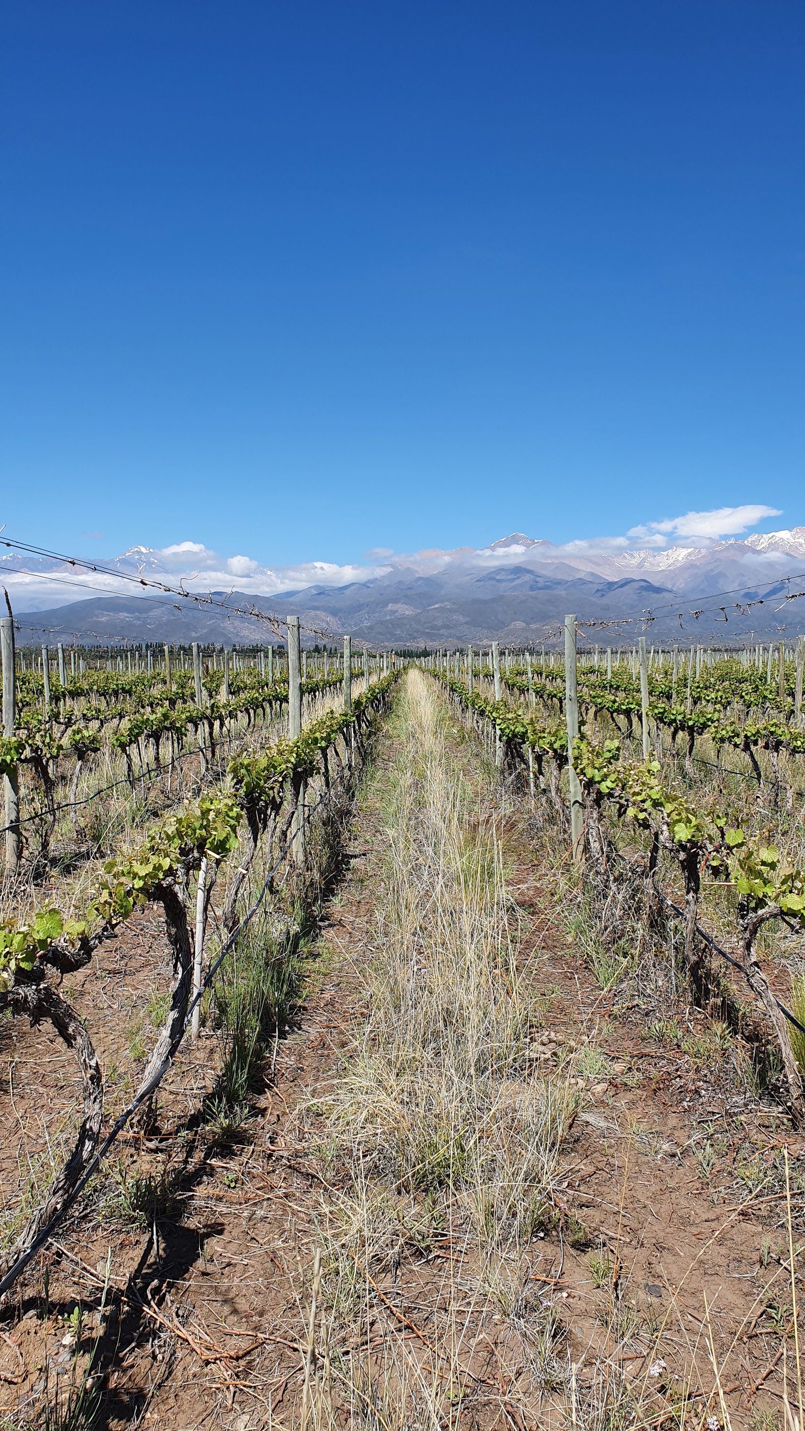 Finca con filas de vi&ntilde;edo, Mendoza