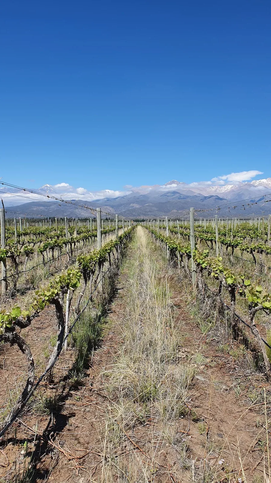 Finca con filas de vi&ntilde;edo, Mendoza